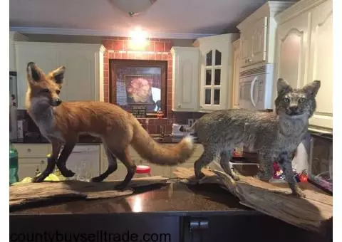 Stuffed Red Fox and Bobcat